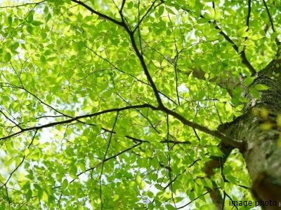 大木イメージ｜ザ・パークハウスアーバンス白金