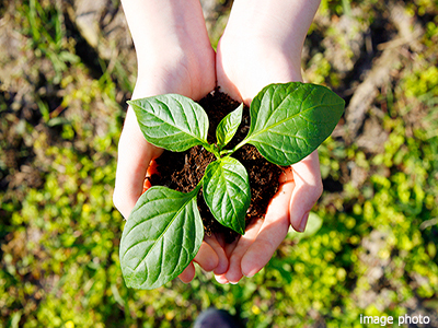 植物イメージ｜ザ・パークハウスアーバンス白金｜ザ・パークハウスアーバンス白金